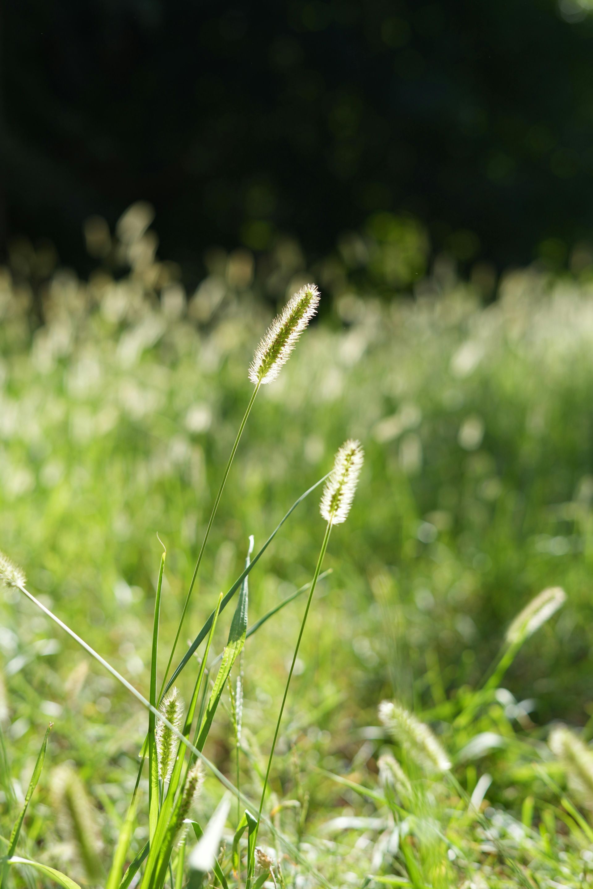 Things to do in Nature in May by Sue Cartwright, Spiral Leaf