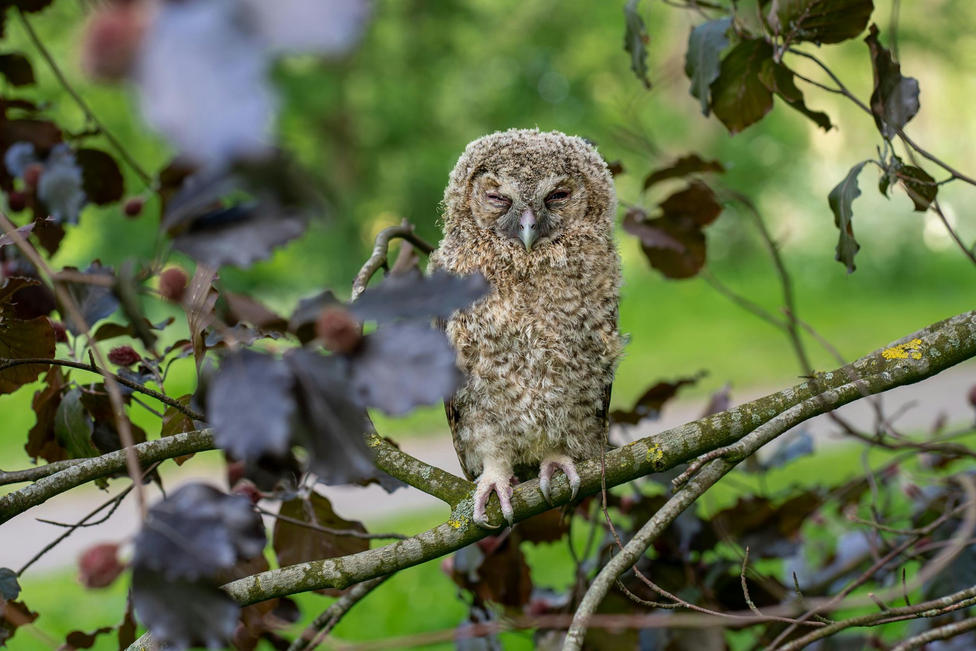 Things to do in Nature in February by Sue Cartwright, Spiral Leaf