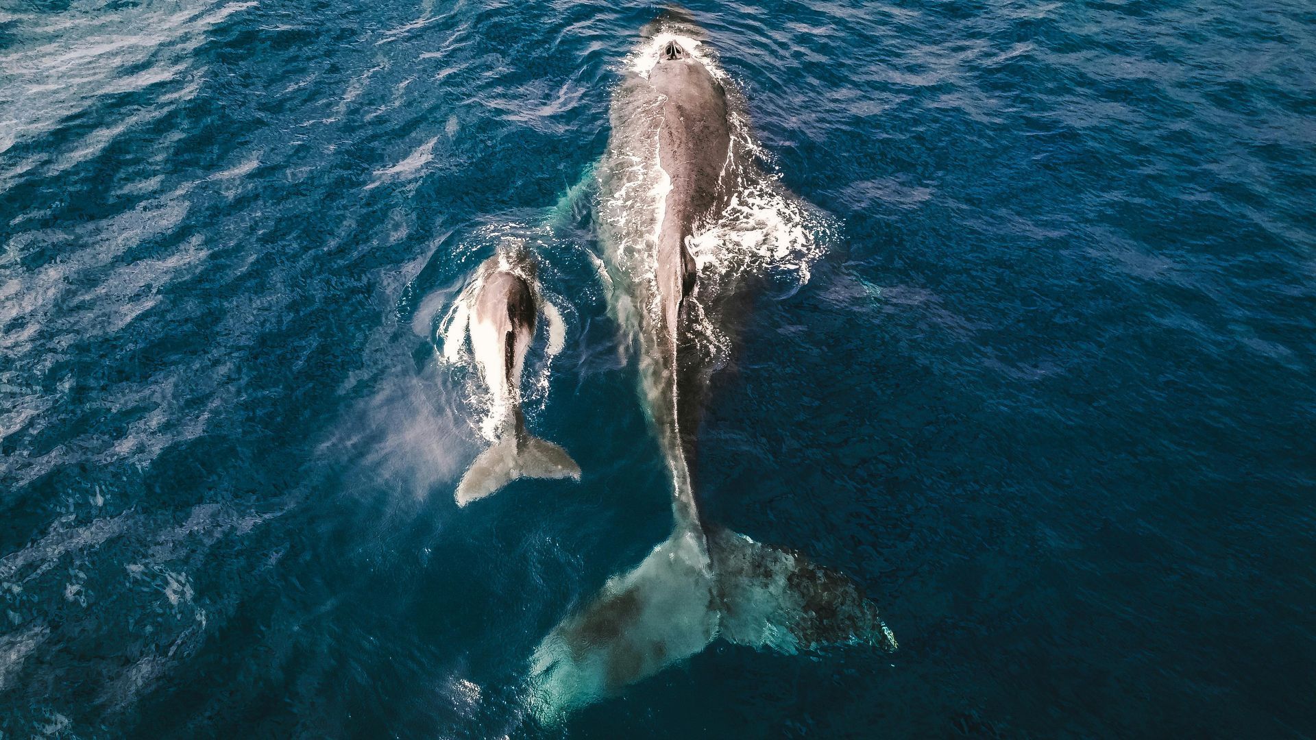 Ocean Whale - A Poem by Sue Cartwright, Spiral Leaf