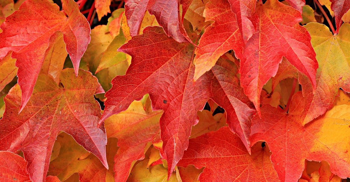 Welcome October - A Poem by Sue Cartwright, Spiral Leaf