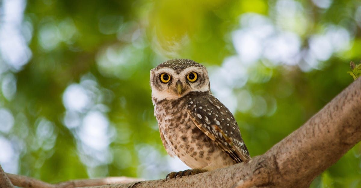 The Wise Owl by Sue Cartwright, Spiral Leaf The Wise Owl - A Poem by Sue Cartwright, Spiral Leaf