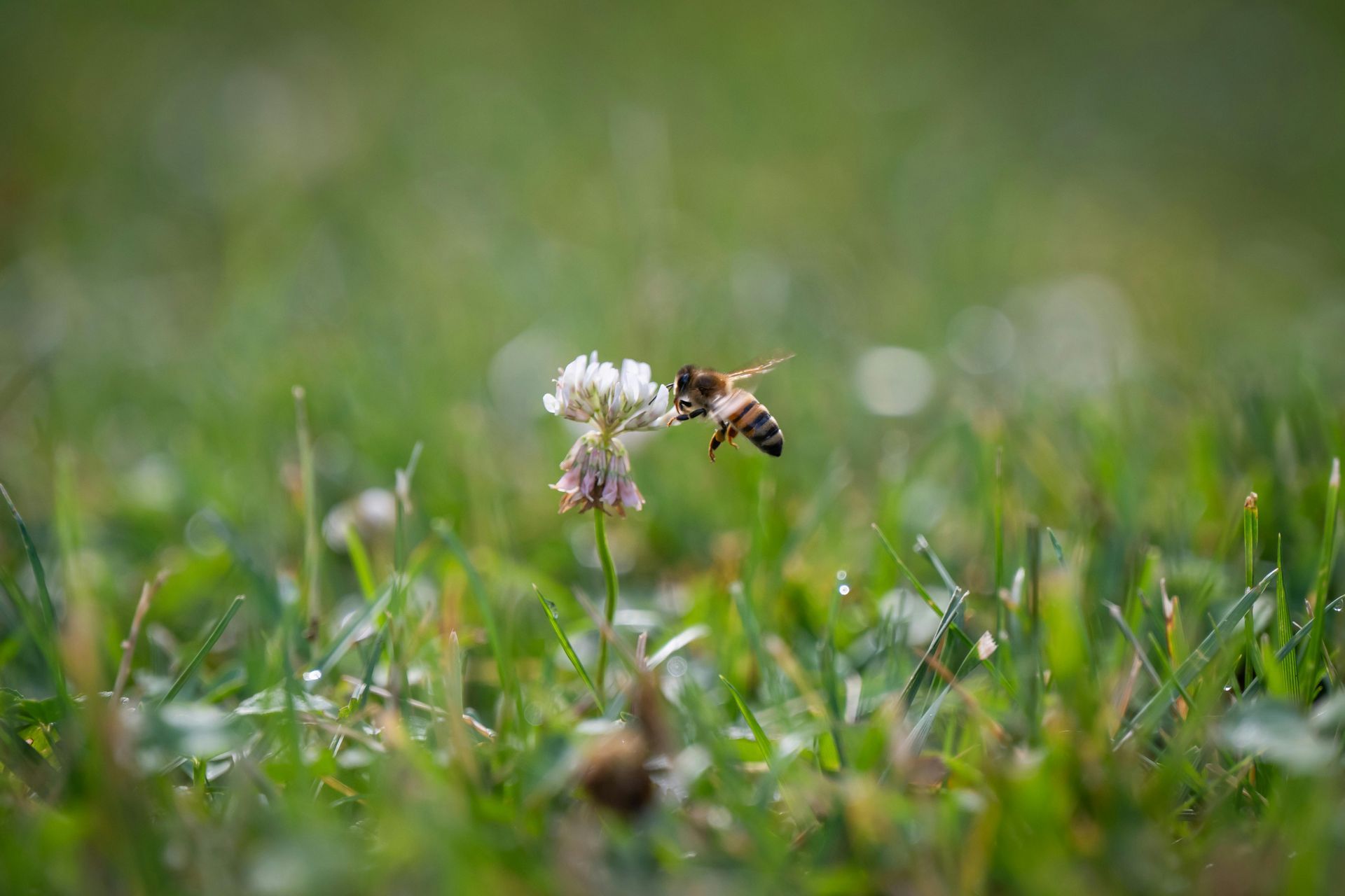 Things to do in Nature in May by Sue Cartwright, Spiral Leaf