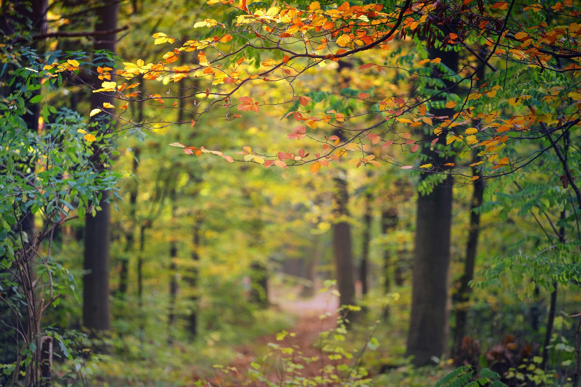 Welcome September (Almanac 2025) by Sue Cartwright, Spiral Leaf