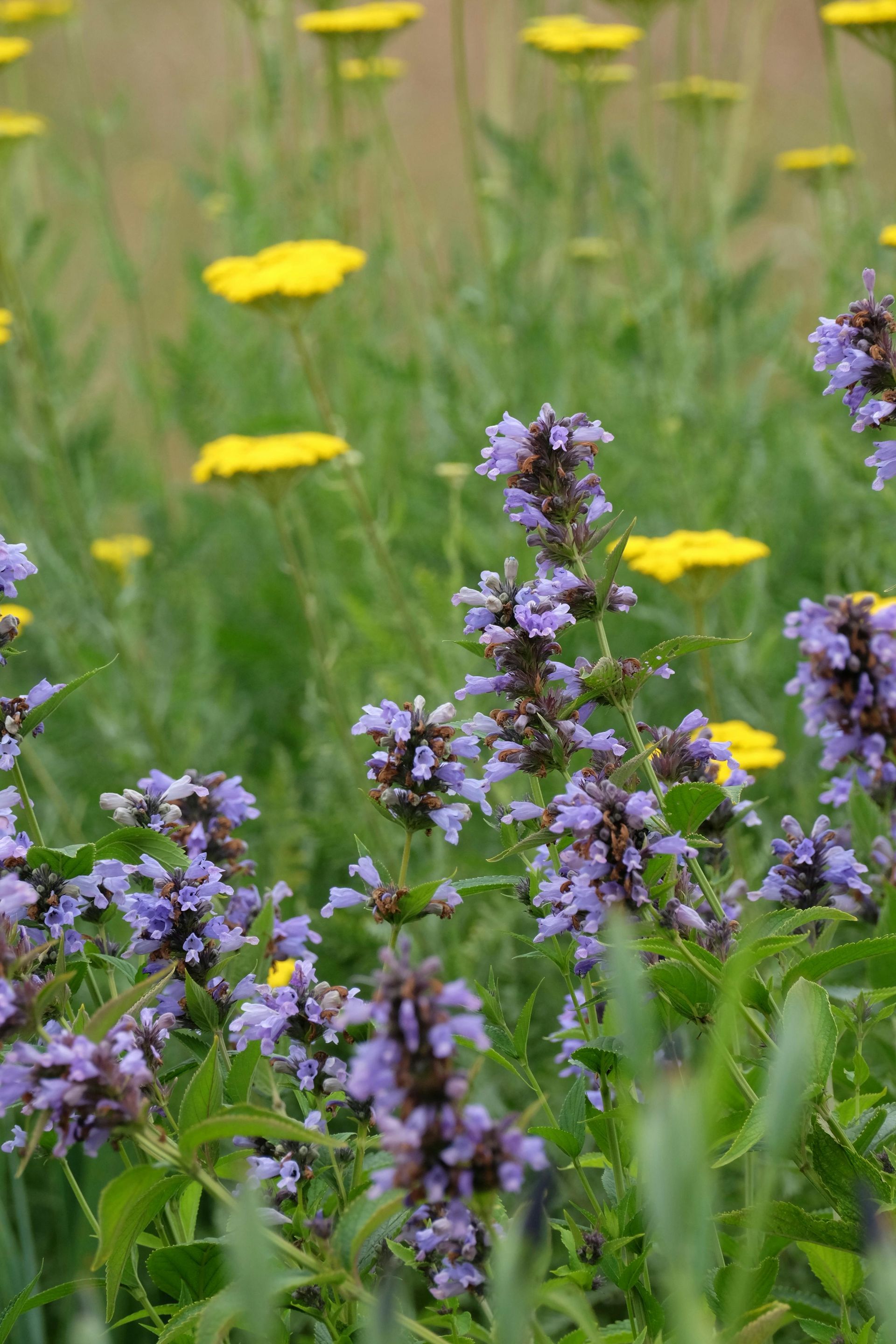 Things to do in Nature in May by Sue Cartwright, Spiral Leaf