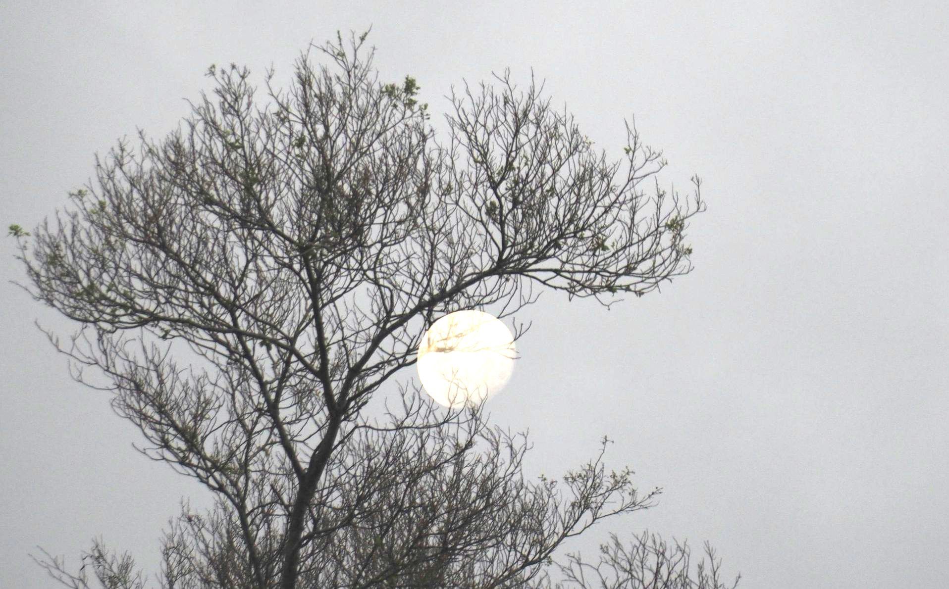 Full Snow Moon in Leo - Monday 12 February by Sue Cartwright, Spiral Leaf Full Snow Moon in Leo - Monday 12 February by Sue Cartwright, Spiral Leaf
