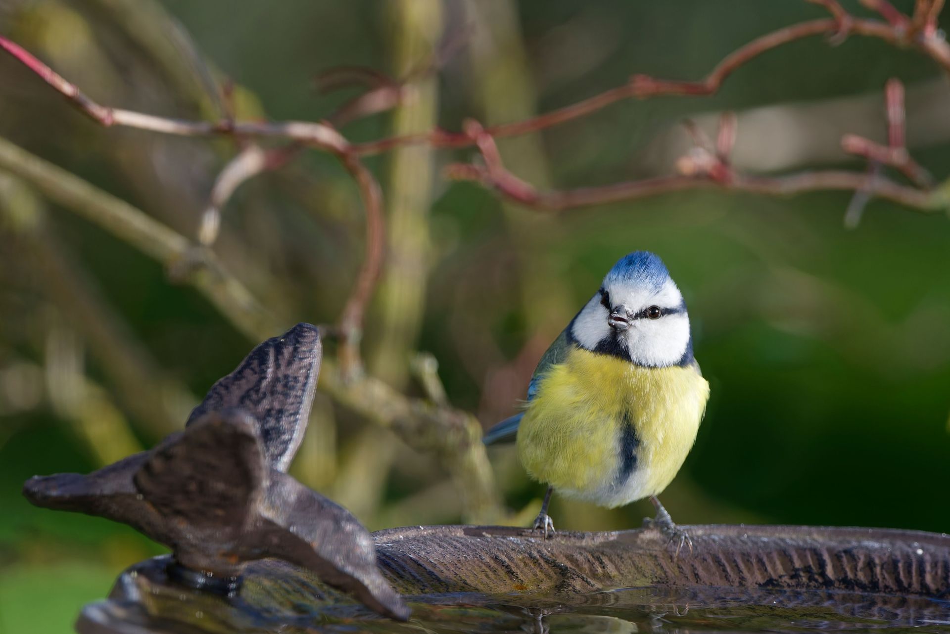 Things to do in Nature in June - Sue Cartwright, Spiral Leaf