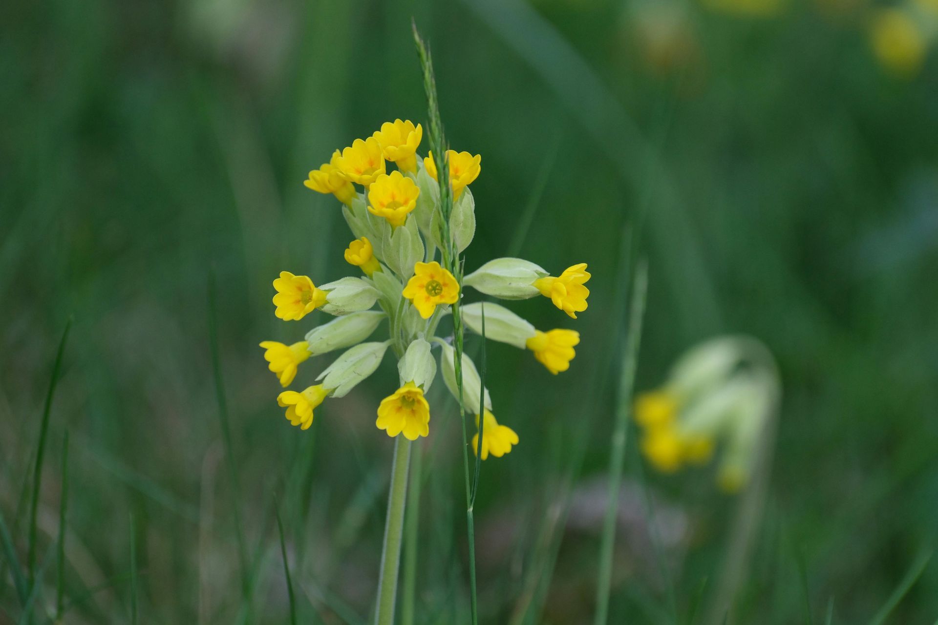 Things to do in Nature in May by Sue Cartwright, Spiral Leaf