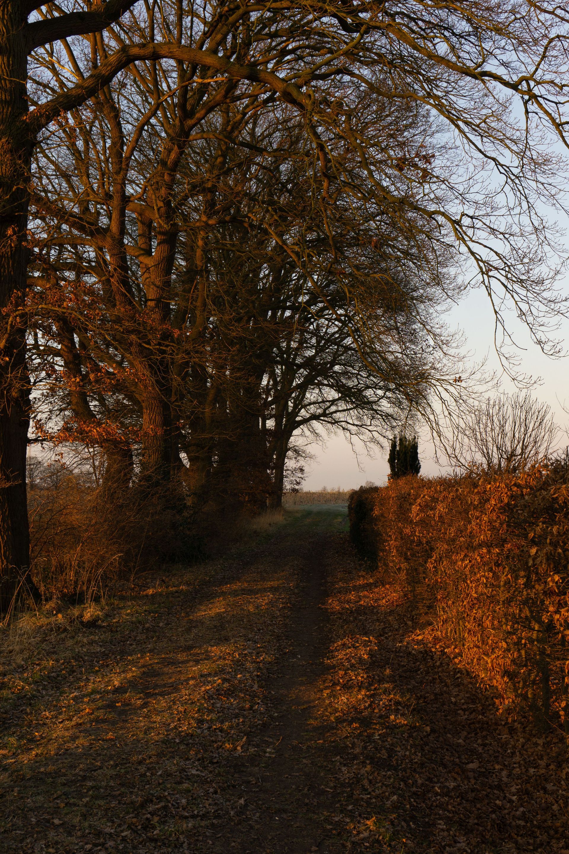 Of Thorn and Briar by Paul Lamb - A Book Review by Sue Cartwright, Spiral Leaf