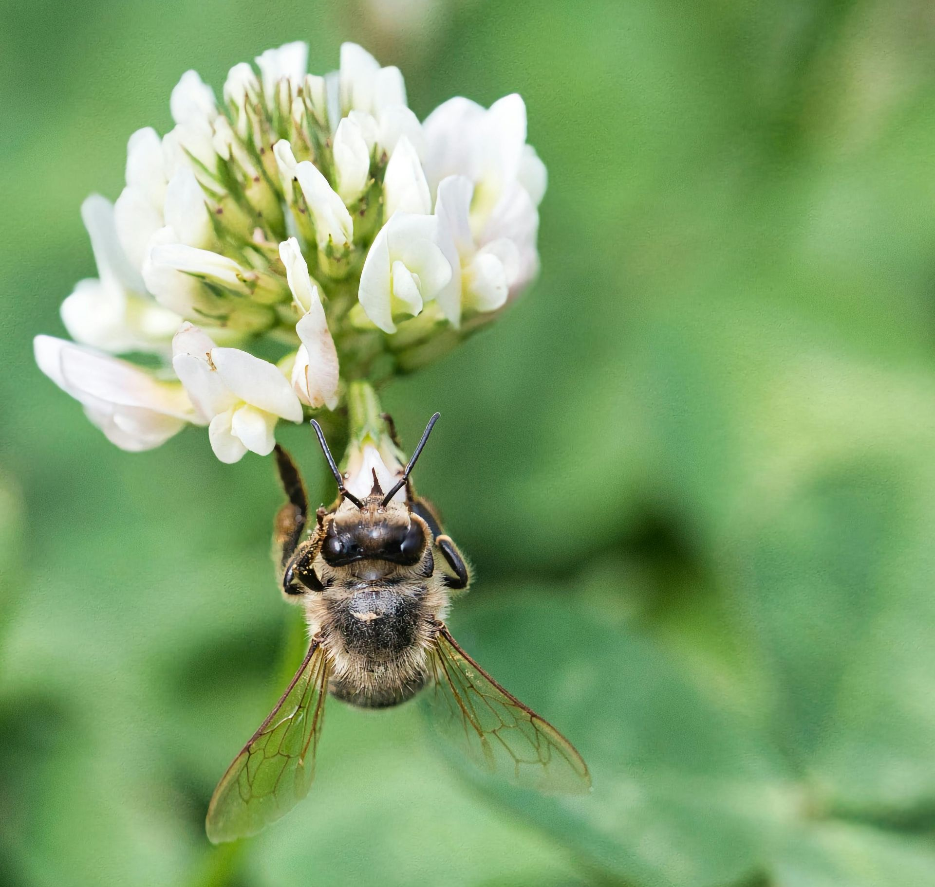 Things to do in Nature in May by Sue Cartwright, Spiral Leaf