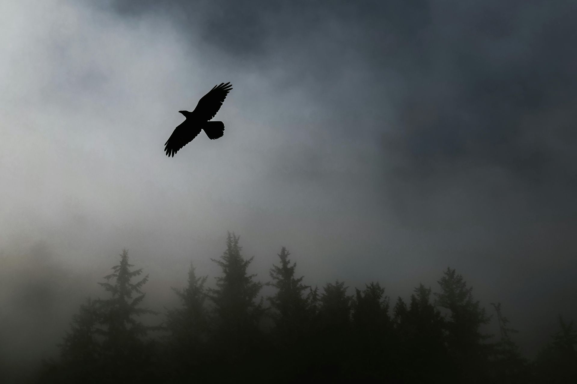 Forest Sanctuary - Short Prose by Sue Cartwright, Spiral Leaf