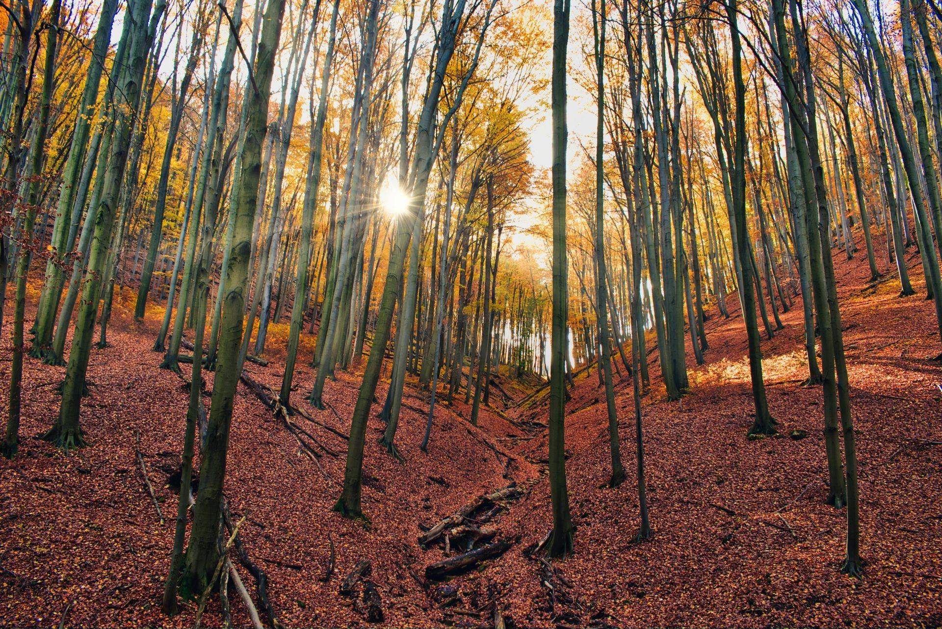 Welcome October - A Poem by Sue Cartwright, Spiral Leaf