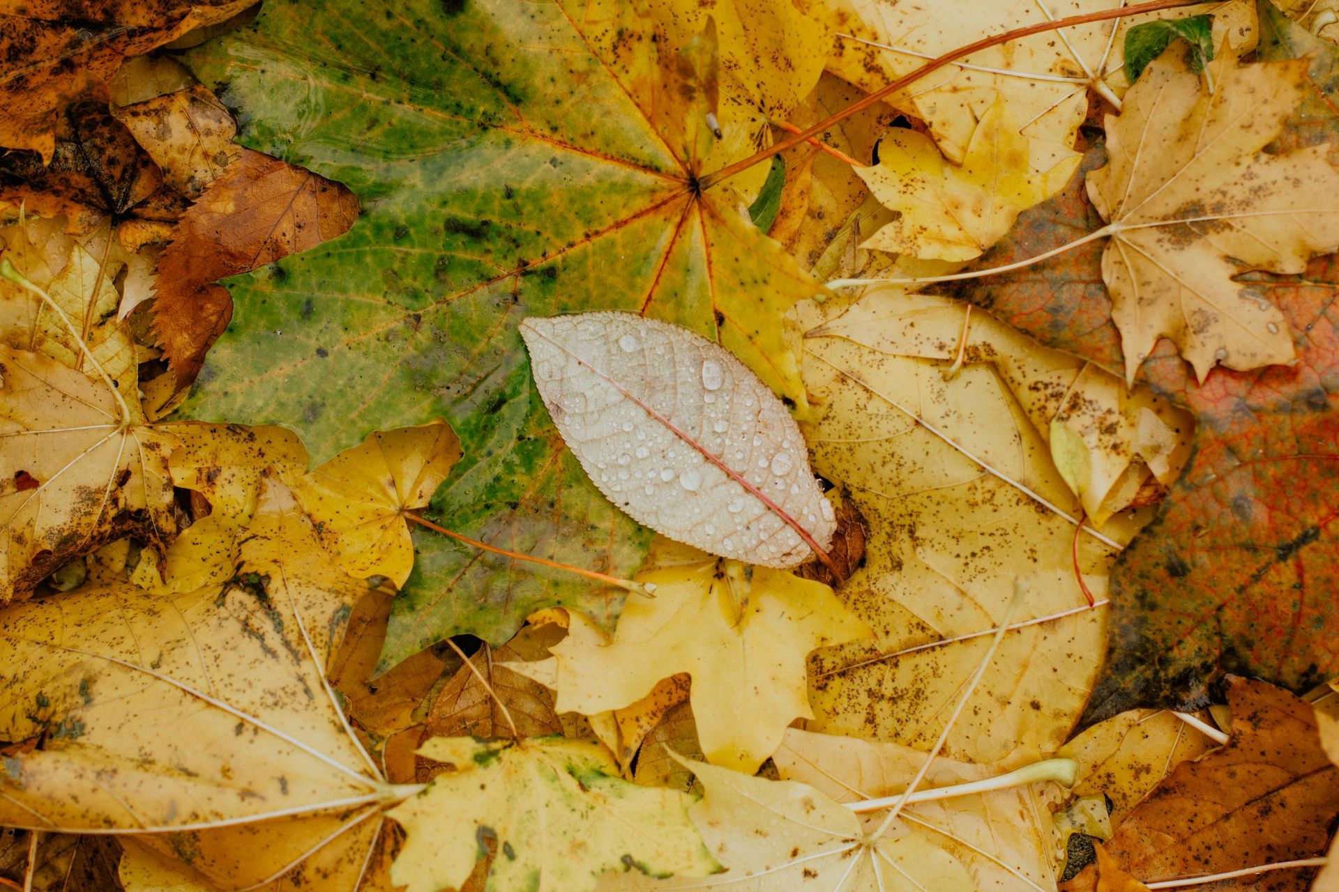 Welcome October (Almanac 2025) by Sue Cartwright, Spiral Leaf