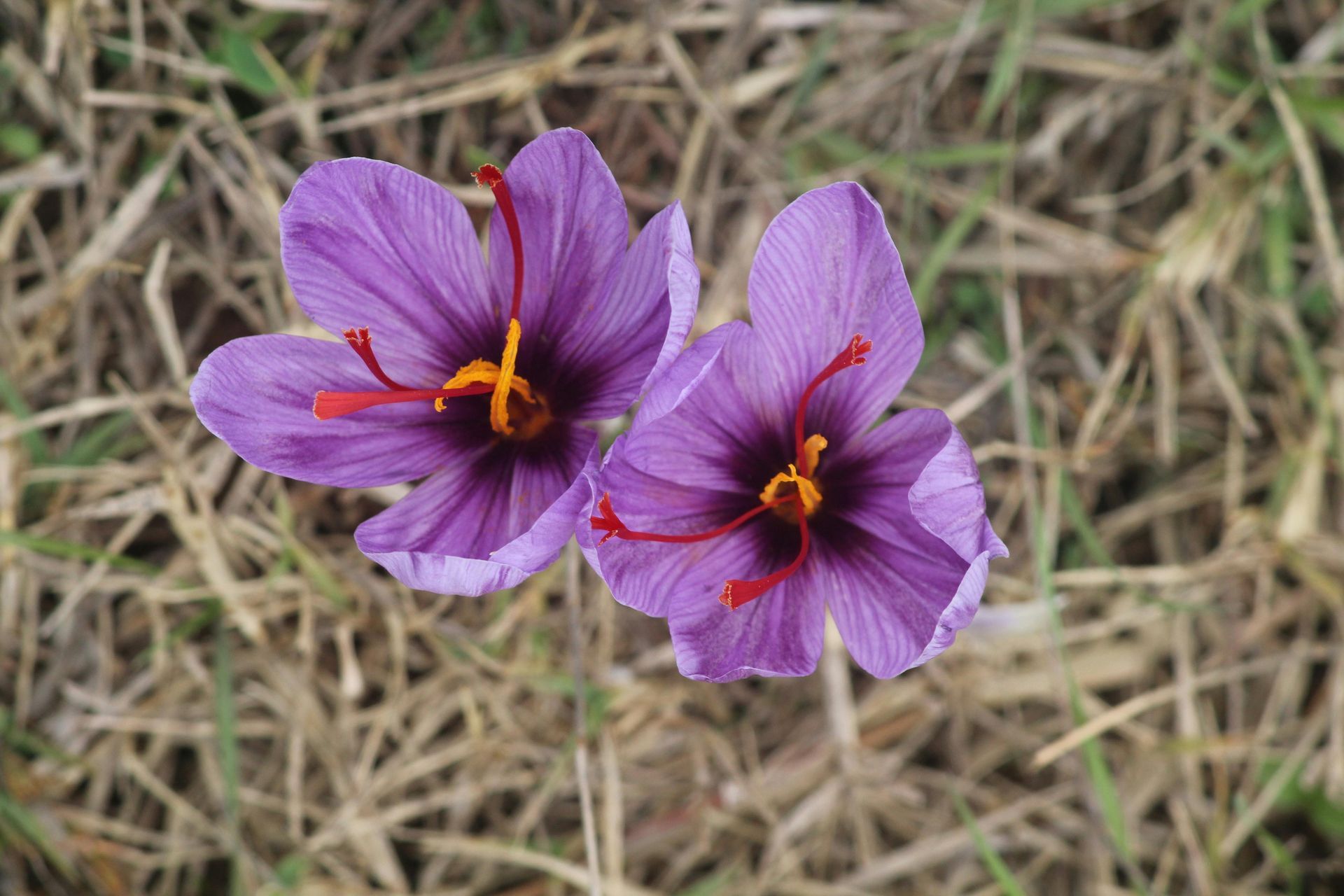 A Healing Spice (Saffron) by Sue Cartwright, Spiral Leaf