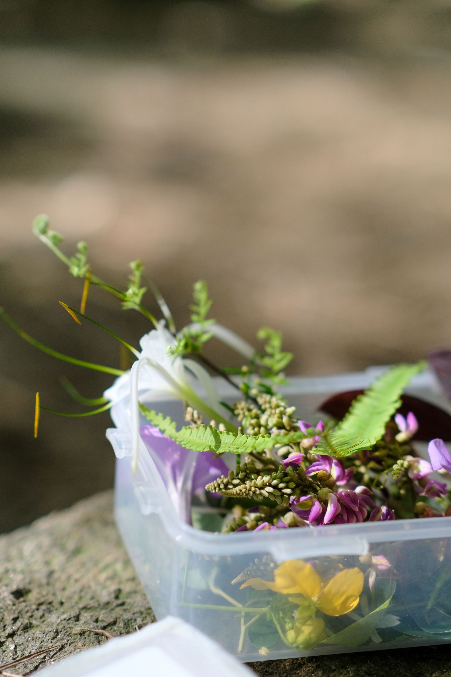 Things to do in Nature in June by Sue Cartwright, Spiral Leaf