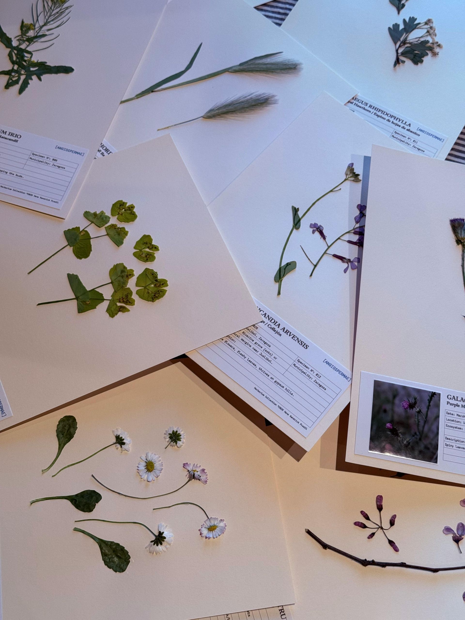 Things to do in Nature in June by Sue Cartwright, Spiral Leaf