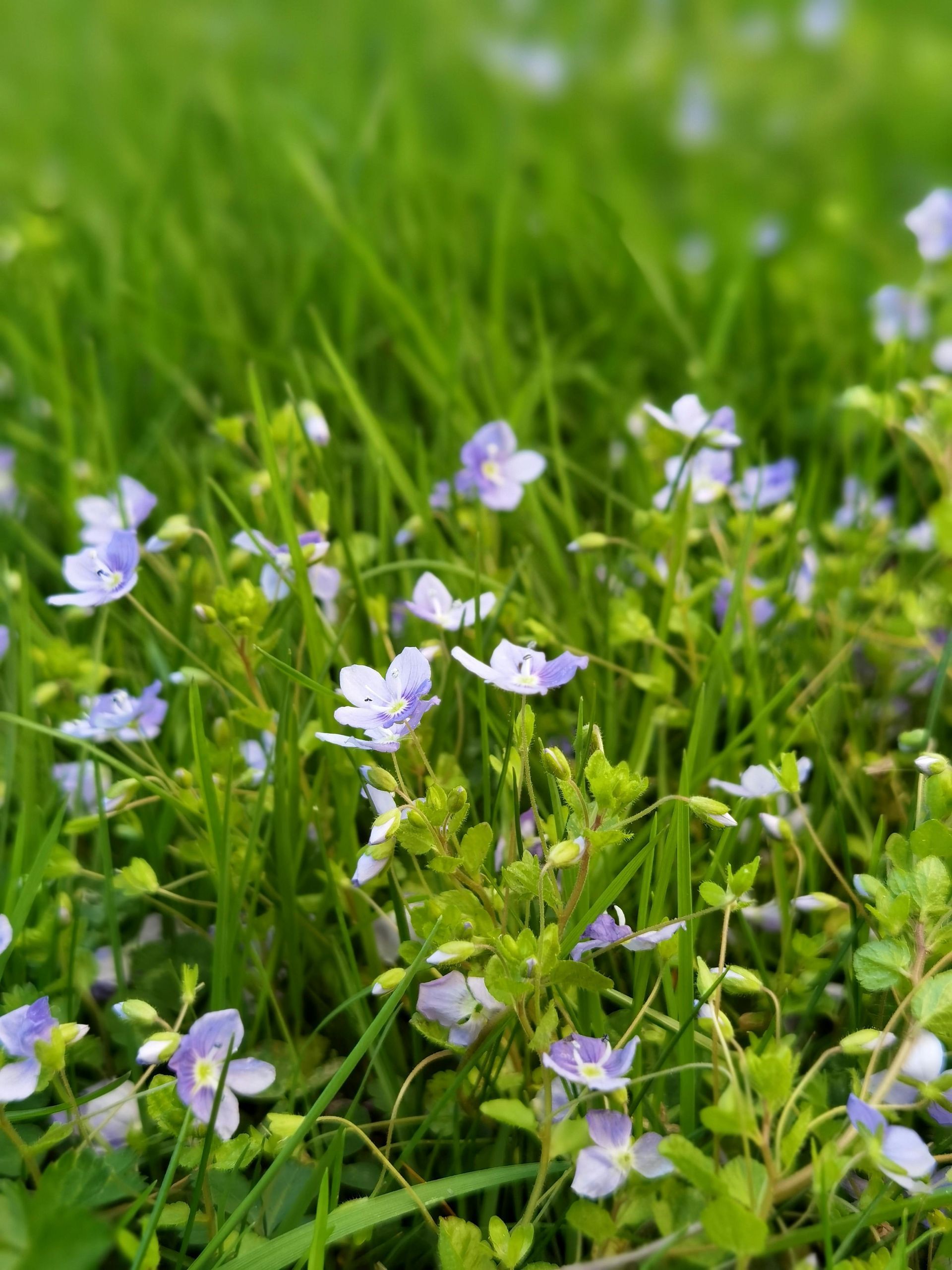 Things to do in Nature in May by Sue Cartwright, Spiral Leaf