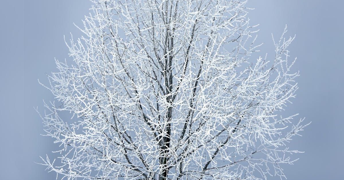 Welcome January - A Poem by Sue Cartwright, Spiral Leaf