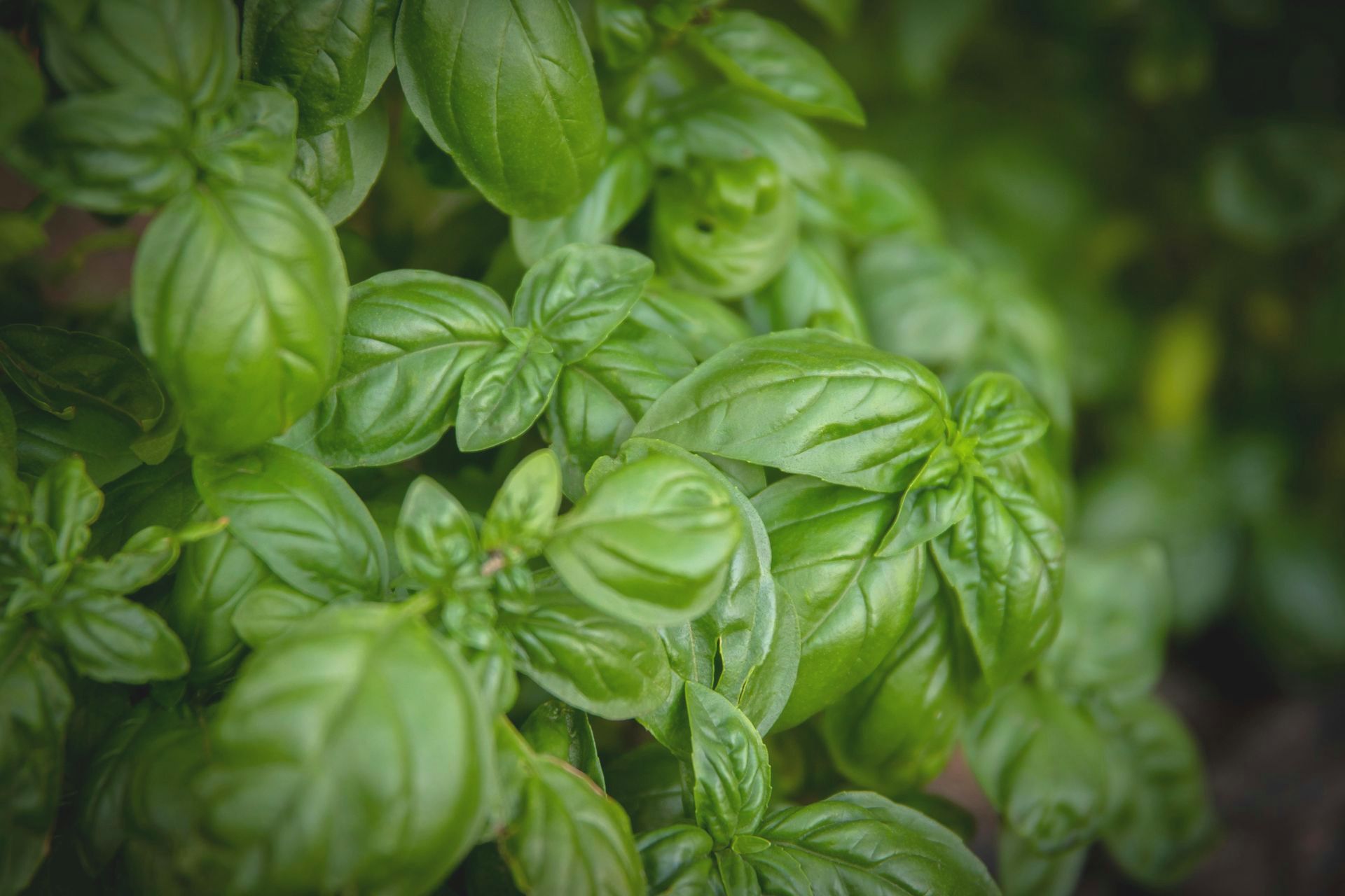 A Healing Herb (Bay) - Photograph by Sue Cartwright, Spiral Leaf