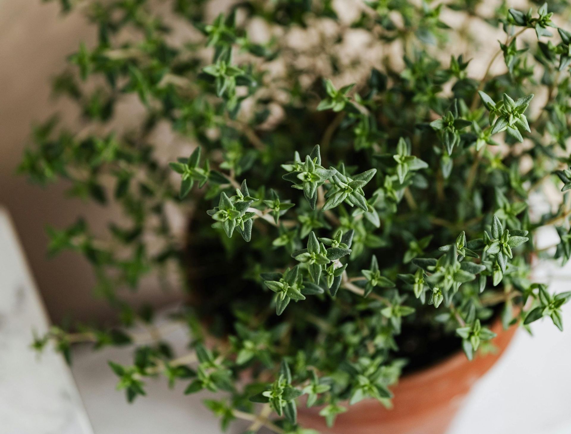 A Healing Herb (Thyme) - Photograph by Sue Cartwright, Spiral Leaf