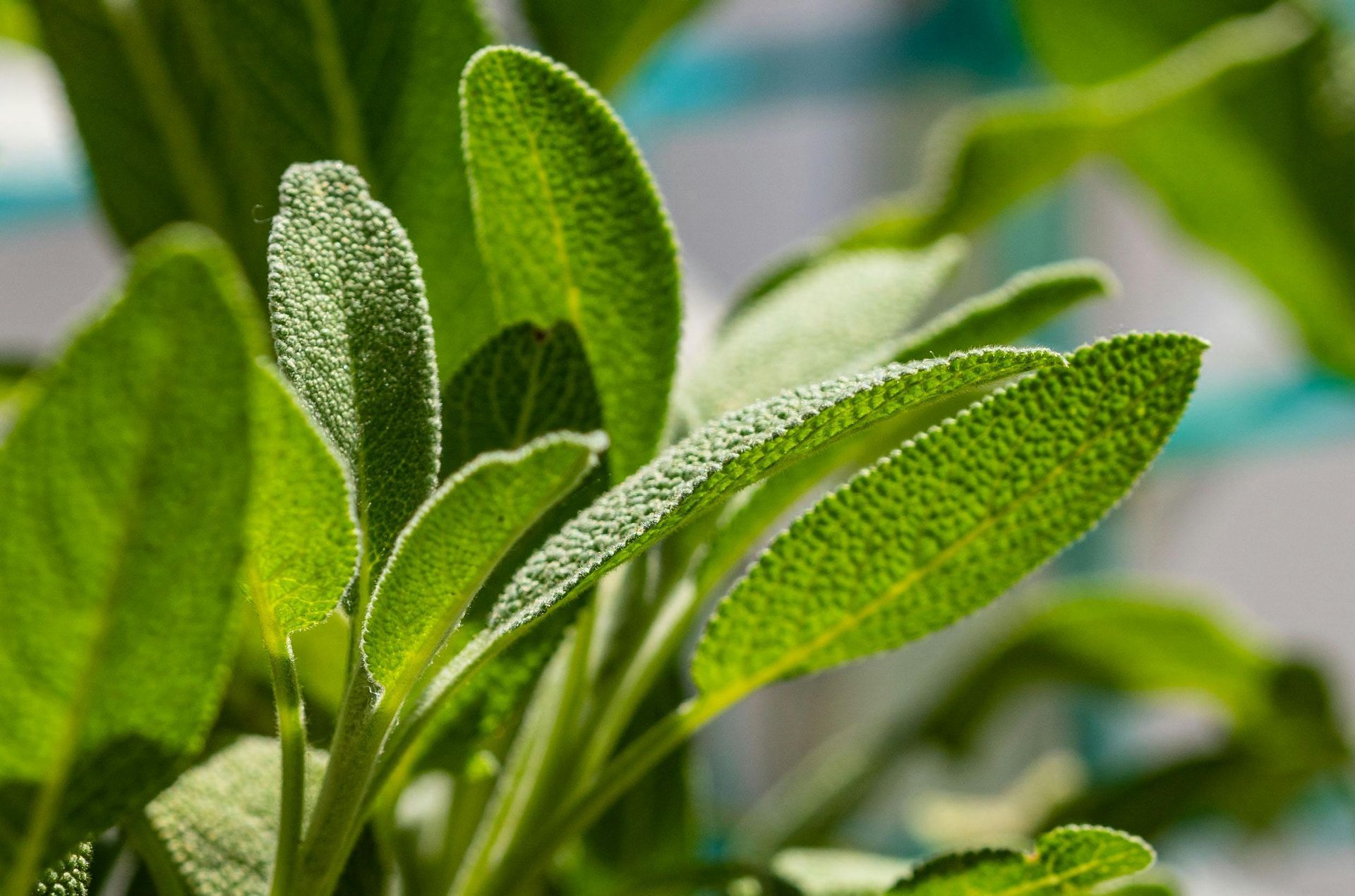 A Healing Herb (Sage) by Sue Cartwright, Spiral Leaf A Healing Herb (Sage) by Sue Cartwright, Spiral Leaf