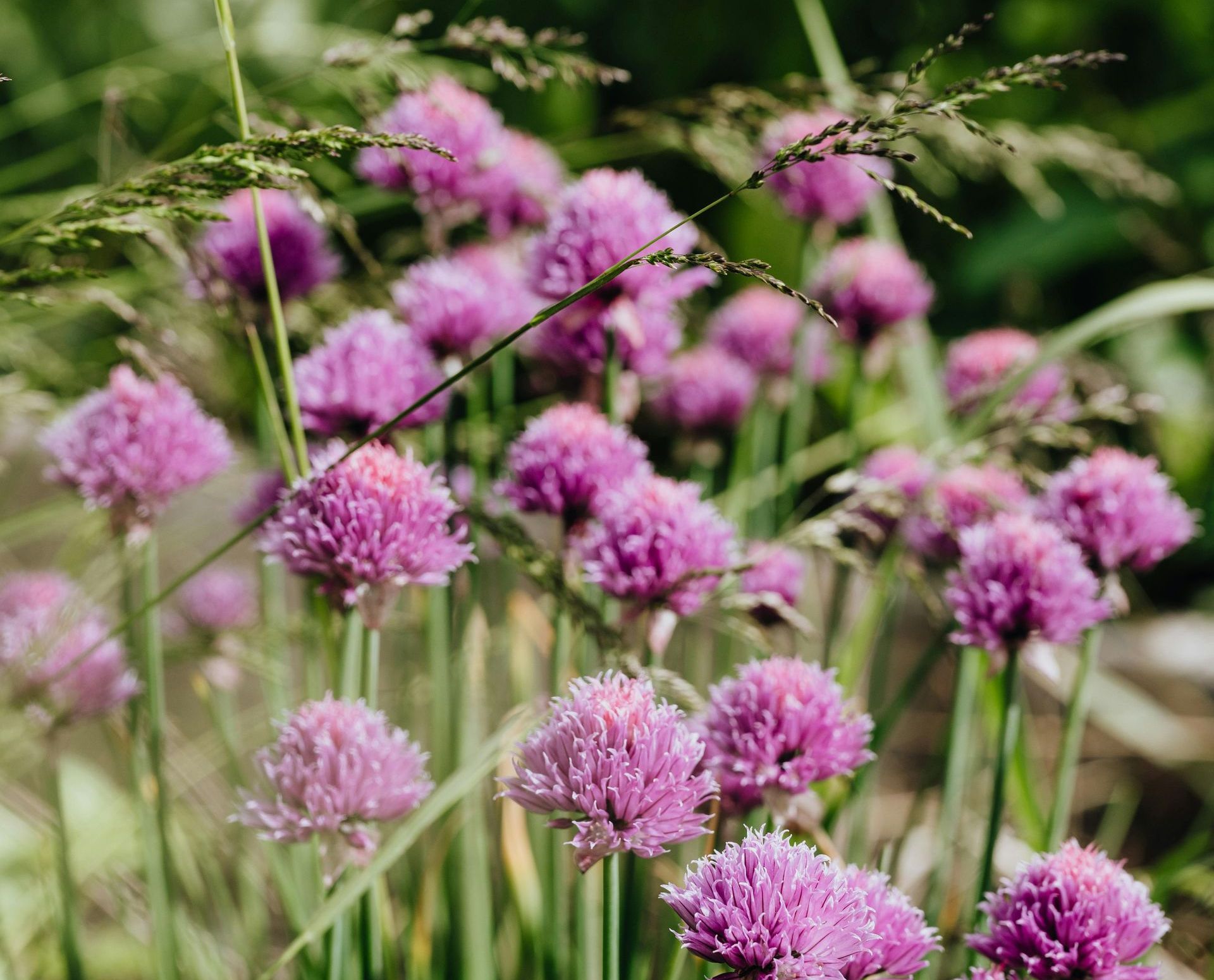 A Healing Herb (Chives) by Sue Cartwright, Spiral Leaf