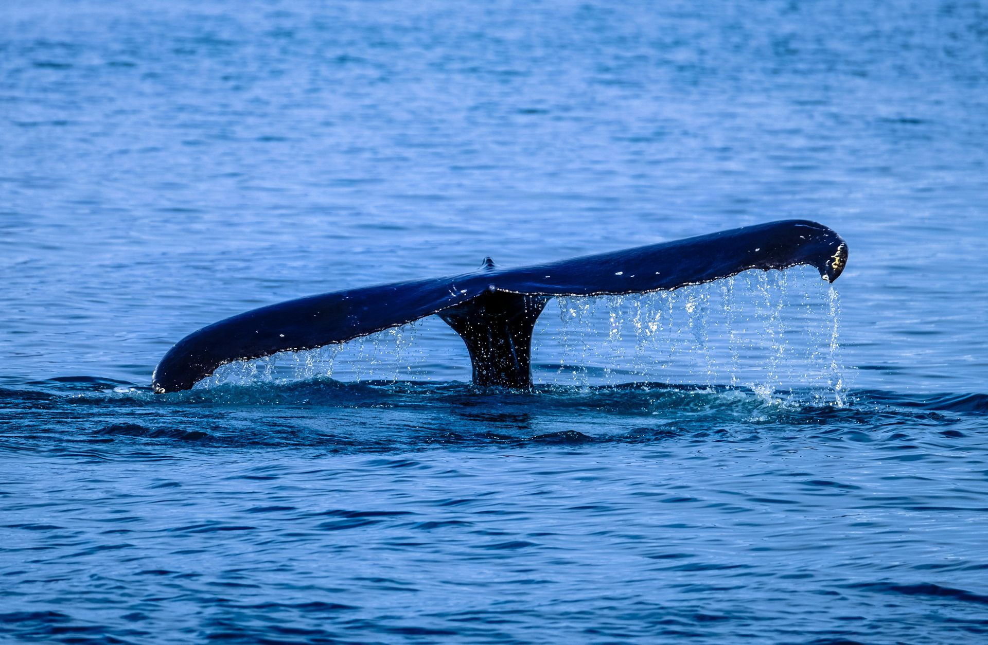 Ocean Whale - A Poem by Sue Cartwright, Spiral Leaf