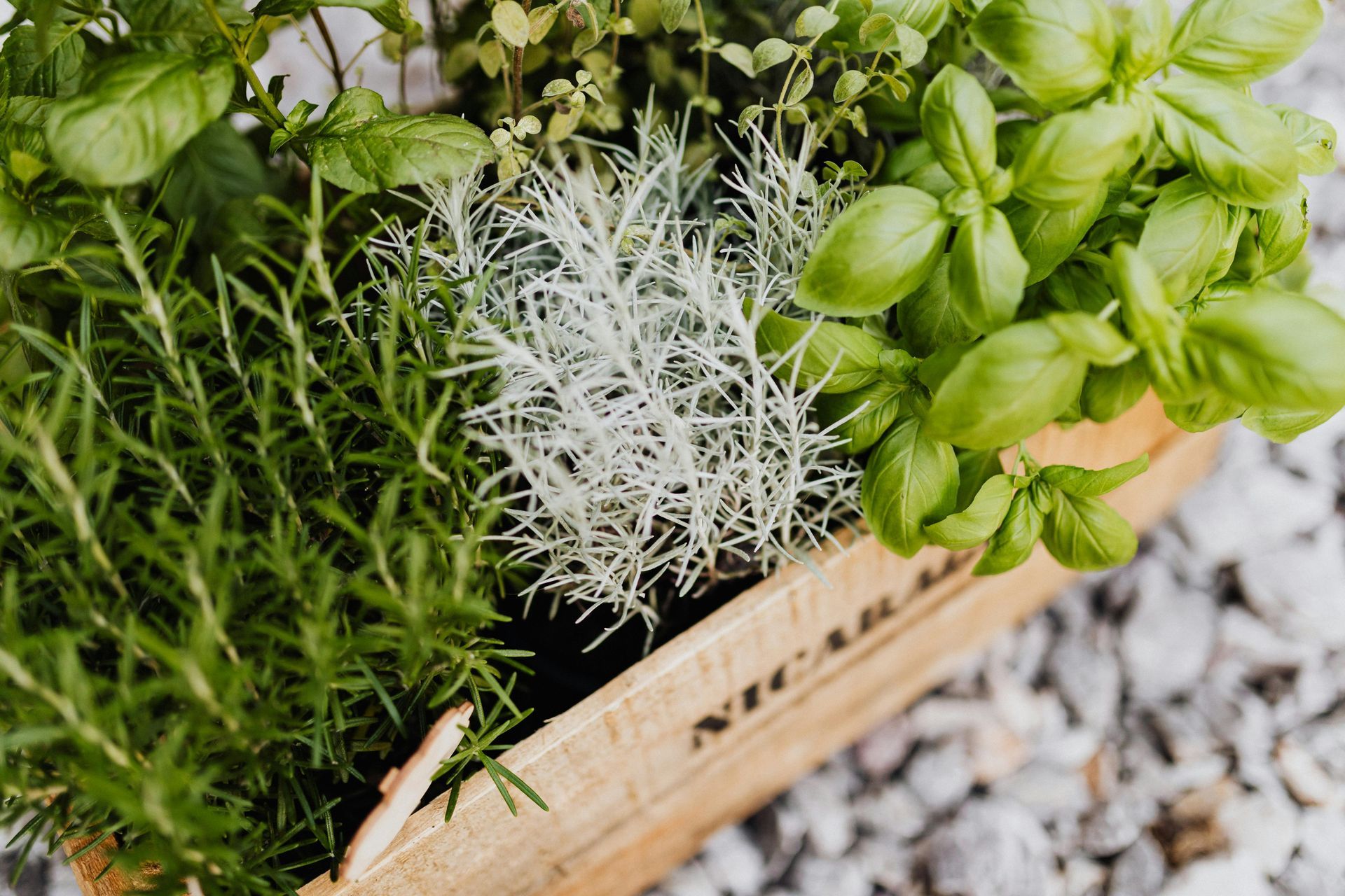 A Healing Herb (Marjoram) by Sue Cartwright, Spiral Leaf