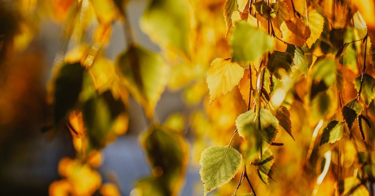 Welcome September - A Poem by Sue Cartwright, Spiral Leaf