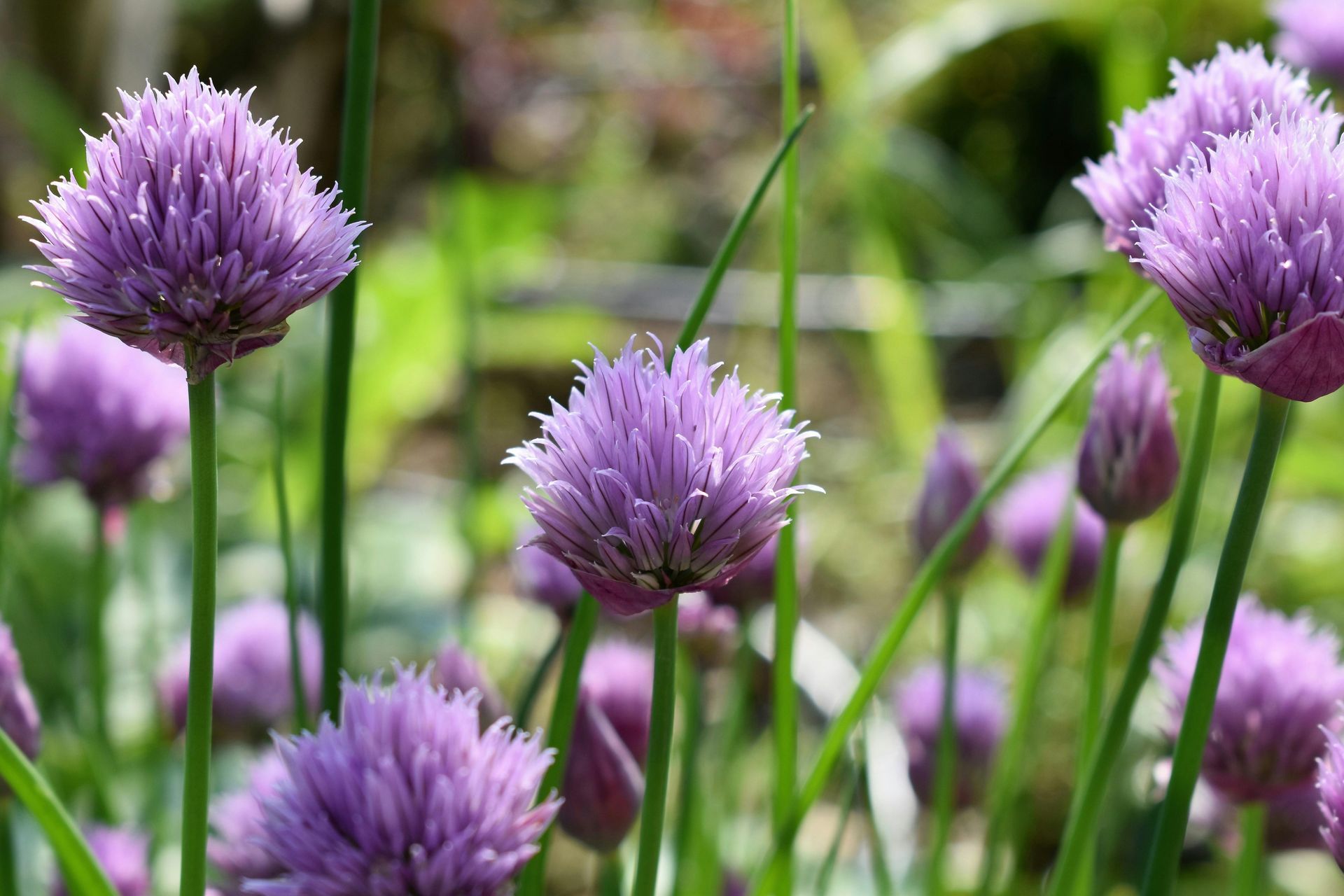A Healing Herb (Chives) by Sue Cartwright, Spiral Leaf
