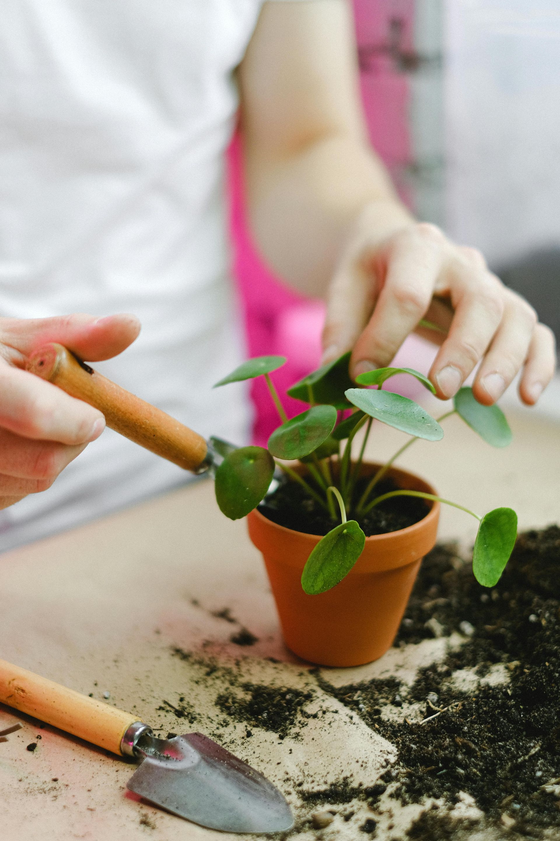Things to do in Nature in June by Sue Cartwright, Spiral Leaf