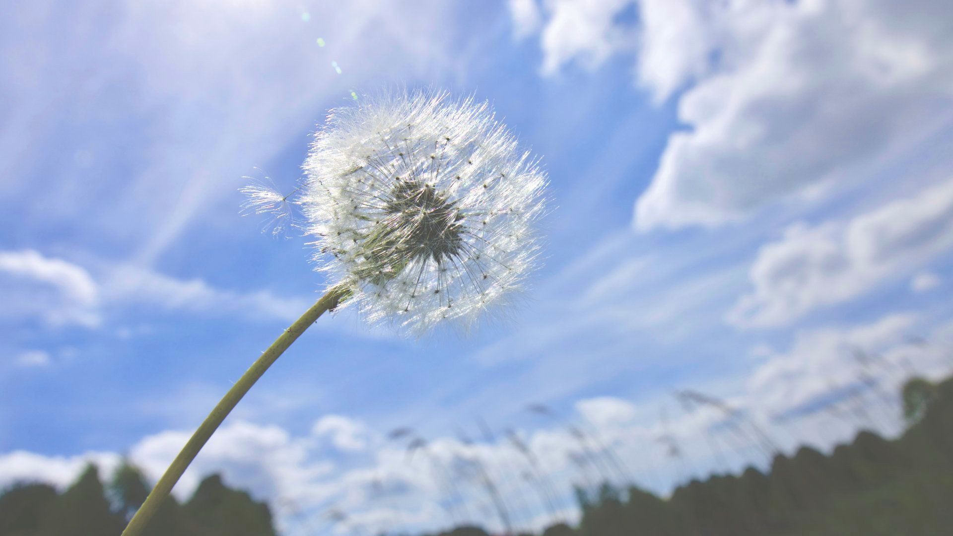 Seeds of Life - A Poem by Sue Cartwright, Spiral Leaf