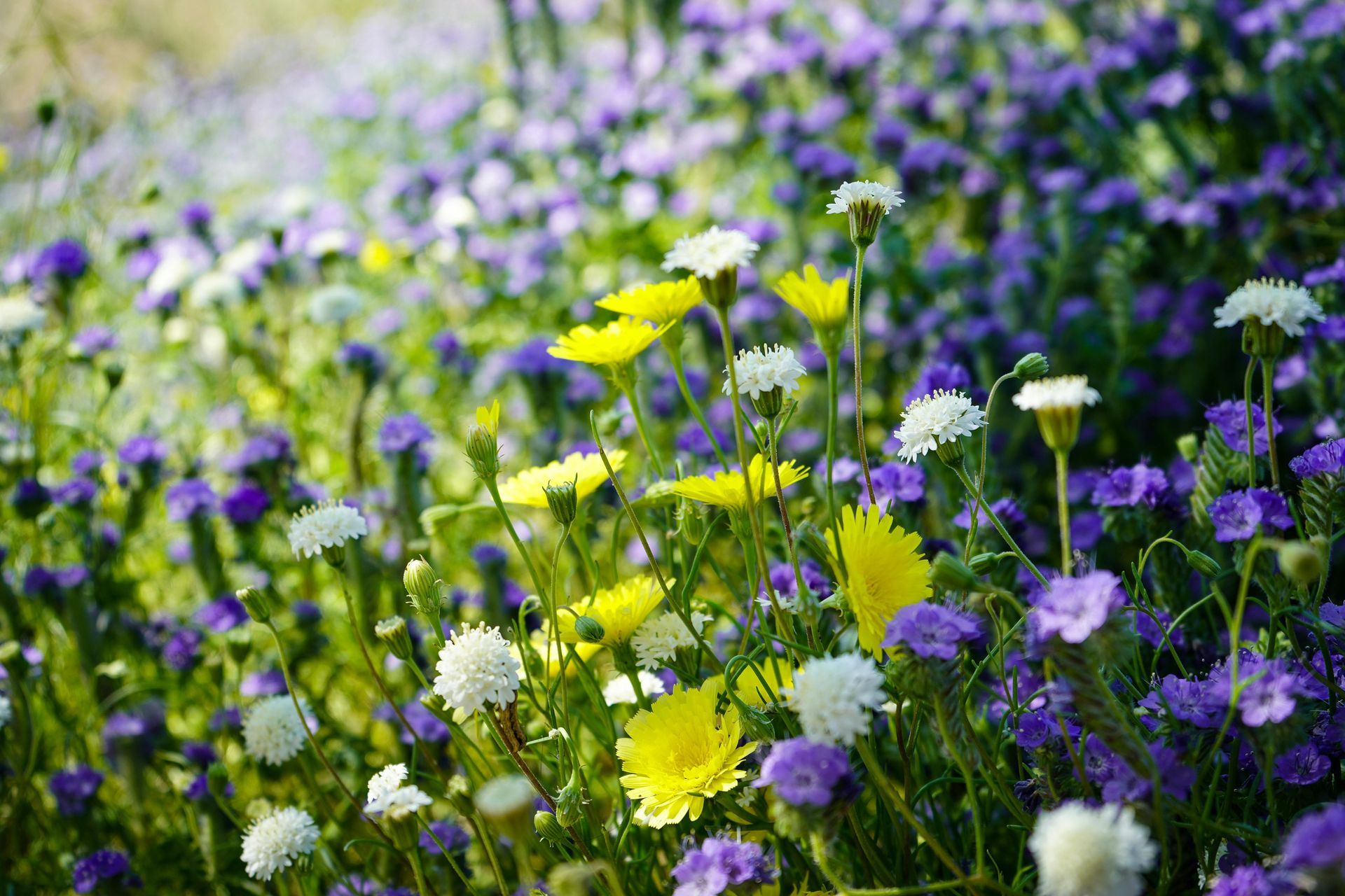 Things to do in Nature in May by Sue Cartwright, Spiral Leaf