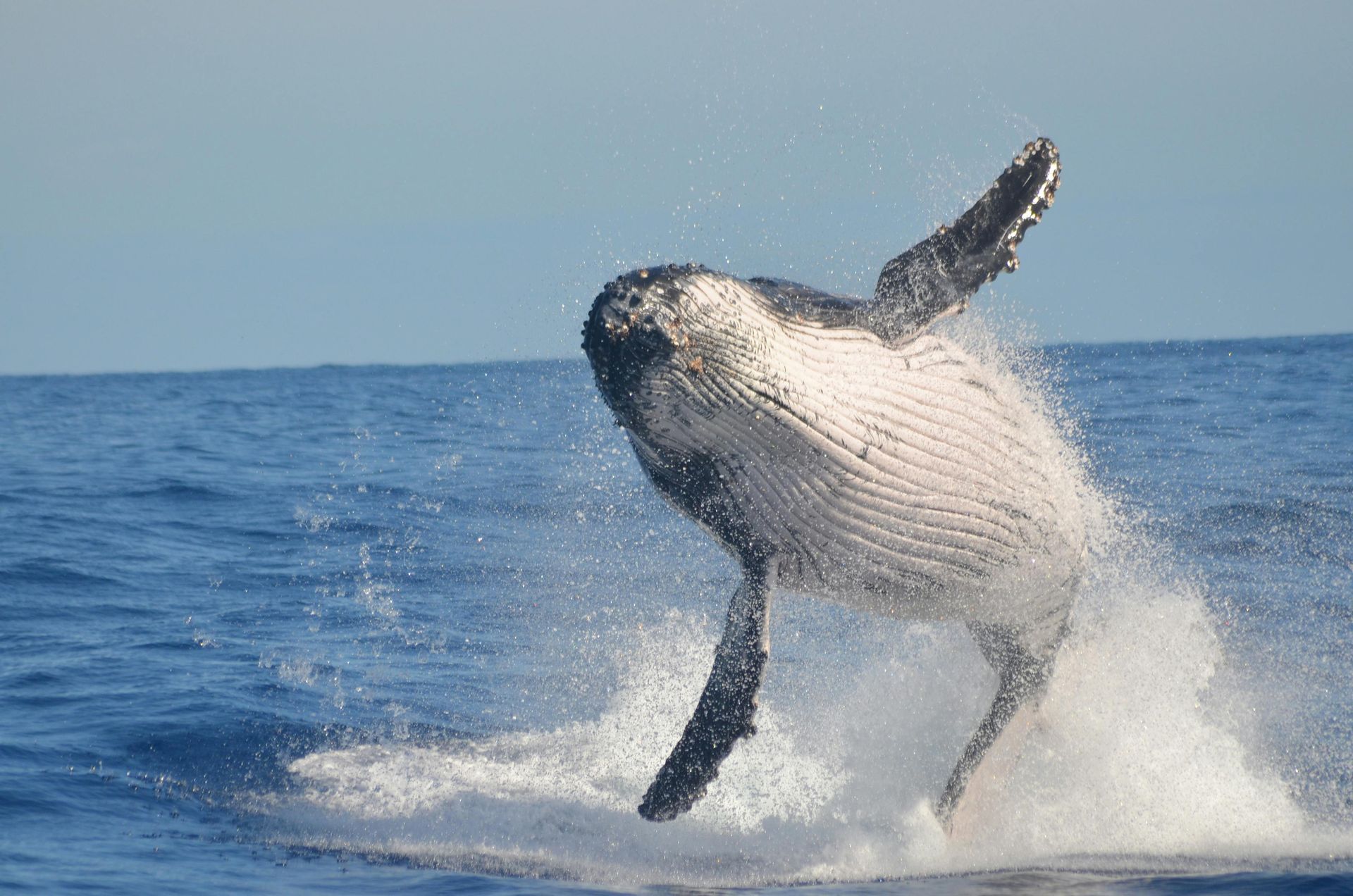 Ocean Whale - A Poem by Sue Cartwright, Spiral Leaf