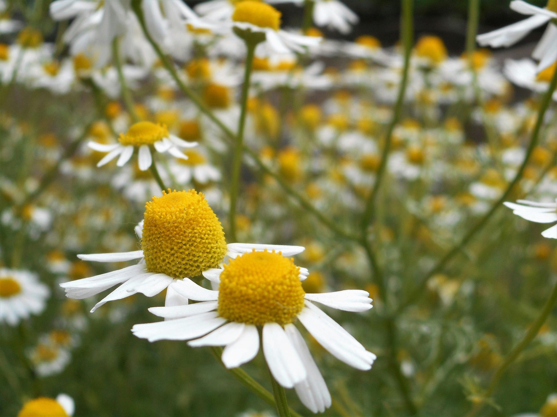 A Healing Herb (Chamomile) by Sue Cartwright, Spiral Leaf