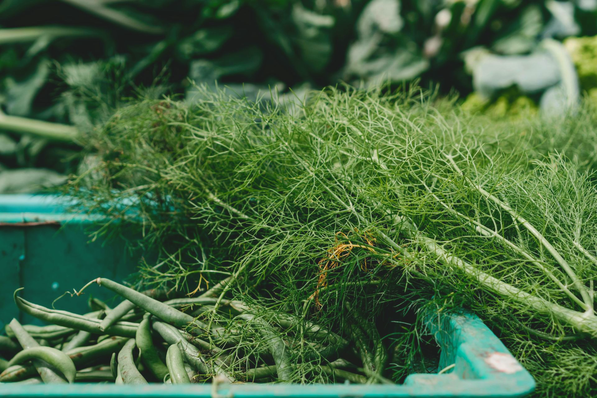 A Healing Herb (Dill) by Sue Cartwright, Spiral Leaf A Healing Herb (Dill) by Sue Cartwright, Spiral Leaf