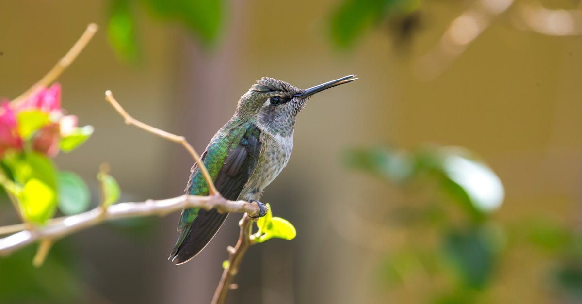The Parable of the Hummingbird - A Metaphor for Life by Sue Cartwright, Spiral Leaf The Parable of the Hummingbird - A Metaphor for Life by Sue Cartwright, Spiral Leaf