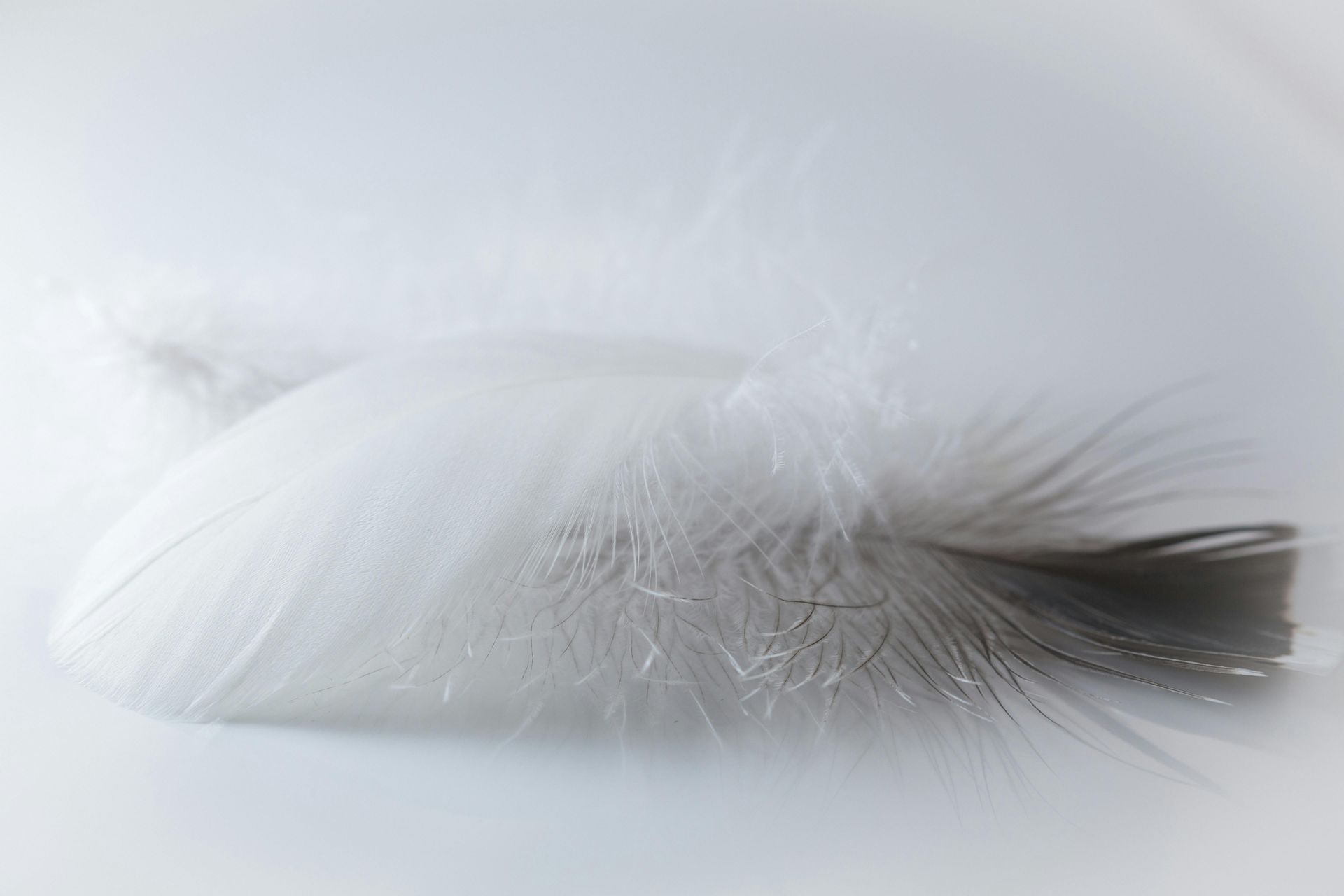 Feathered Wing- A Poem by Sue Cartwright, Spiral Leaf Feathered Wing - A Poem by Sue Cartwright, Spiral Leaf