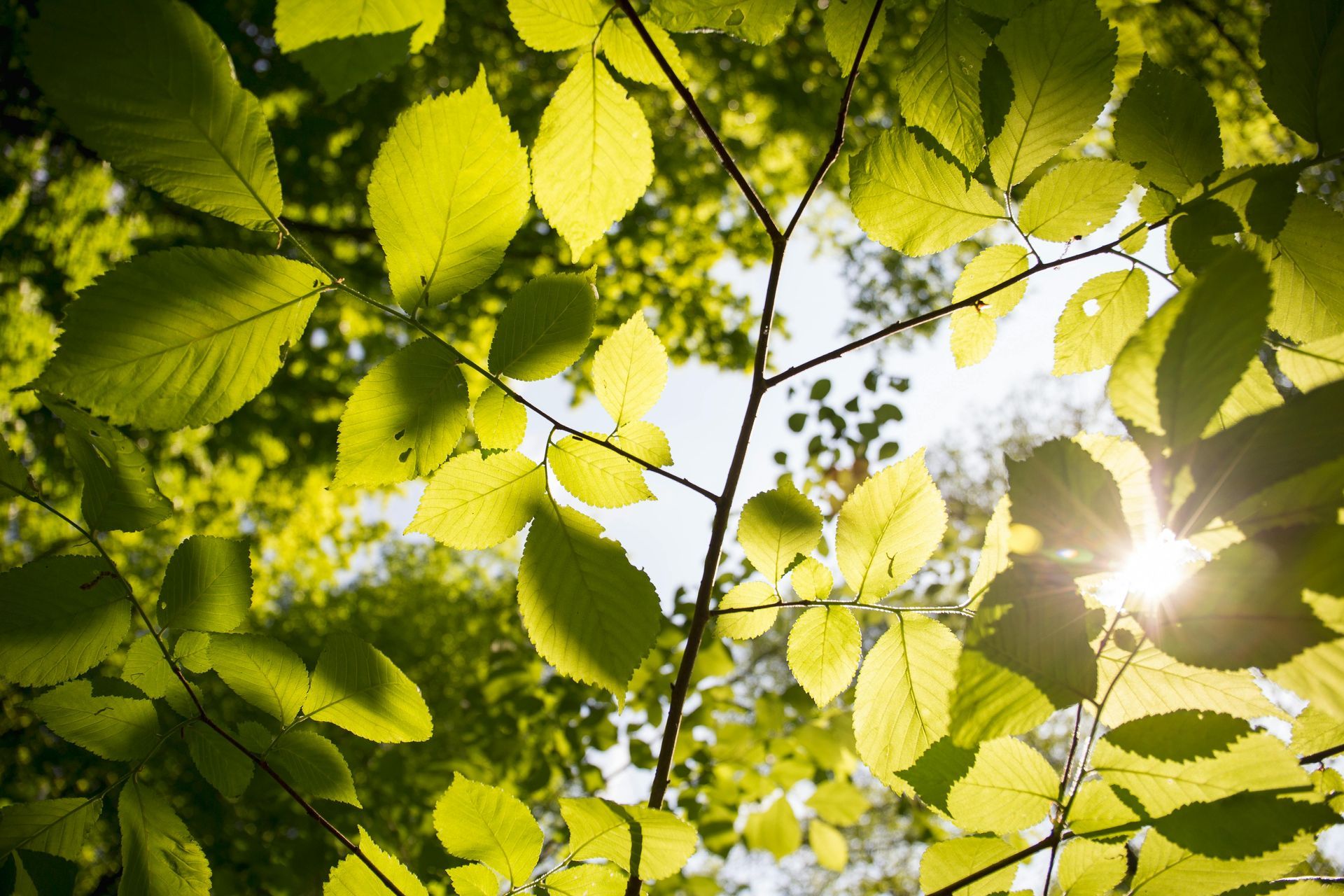 Things to do in Nature in April by Sue Cartwright, Spiral Leaf