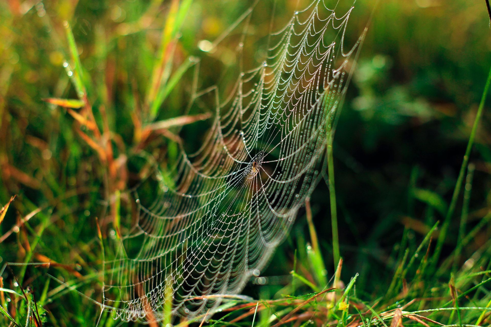 Welcome September (Almanac 2025) by Sue Cartwright, Spiral Leaf