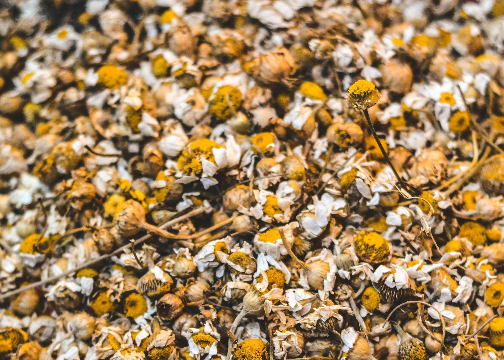 A Healing Herb (Chamomile) by Sue Cartwright, Spiral Leaf