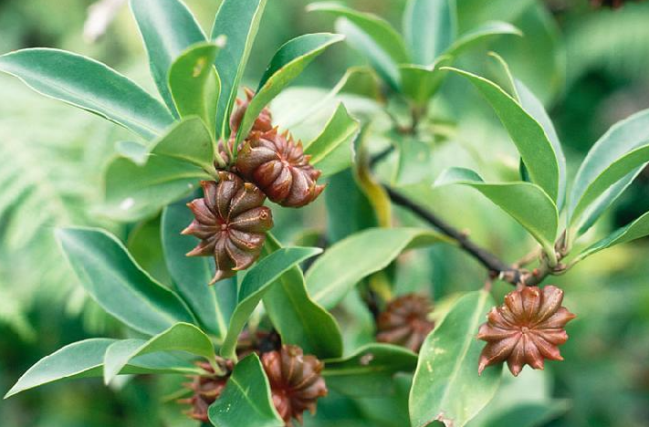 A Healing Spice (Star Anise) by Sue Cartwright, Spiral Leaf