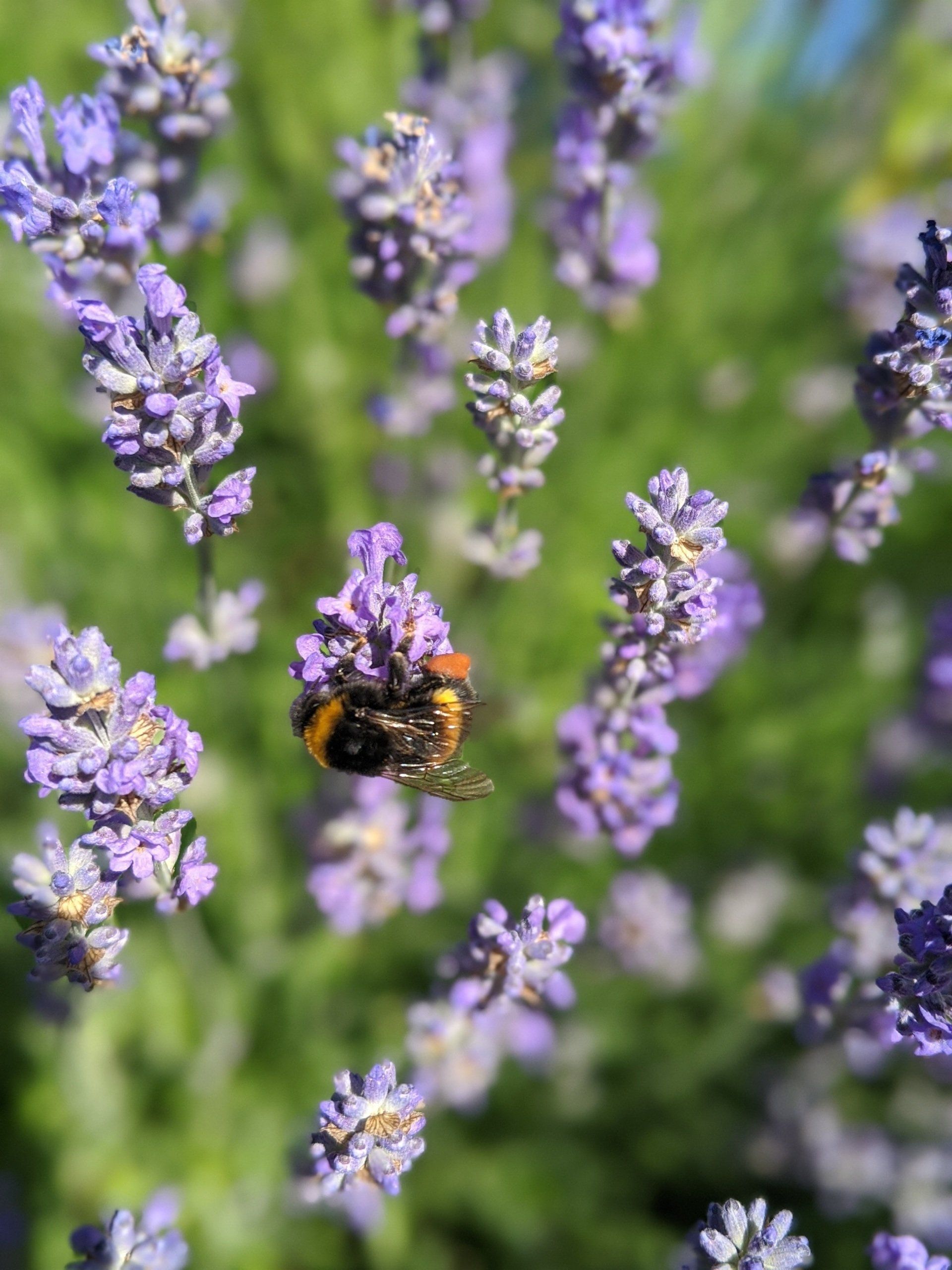 Sacred Bees - A Poem by Sue Cartwright, Spiral Leaf