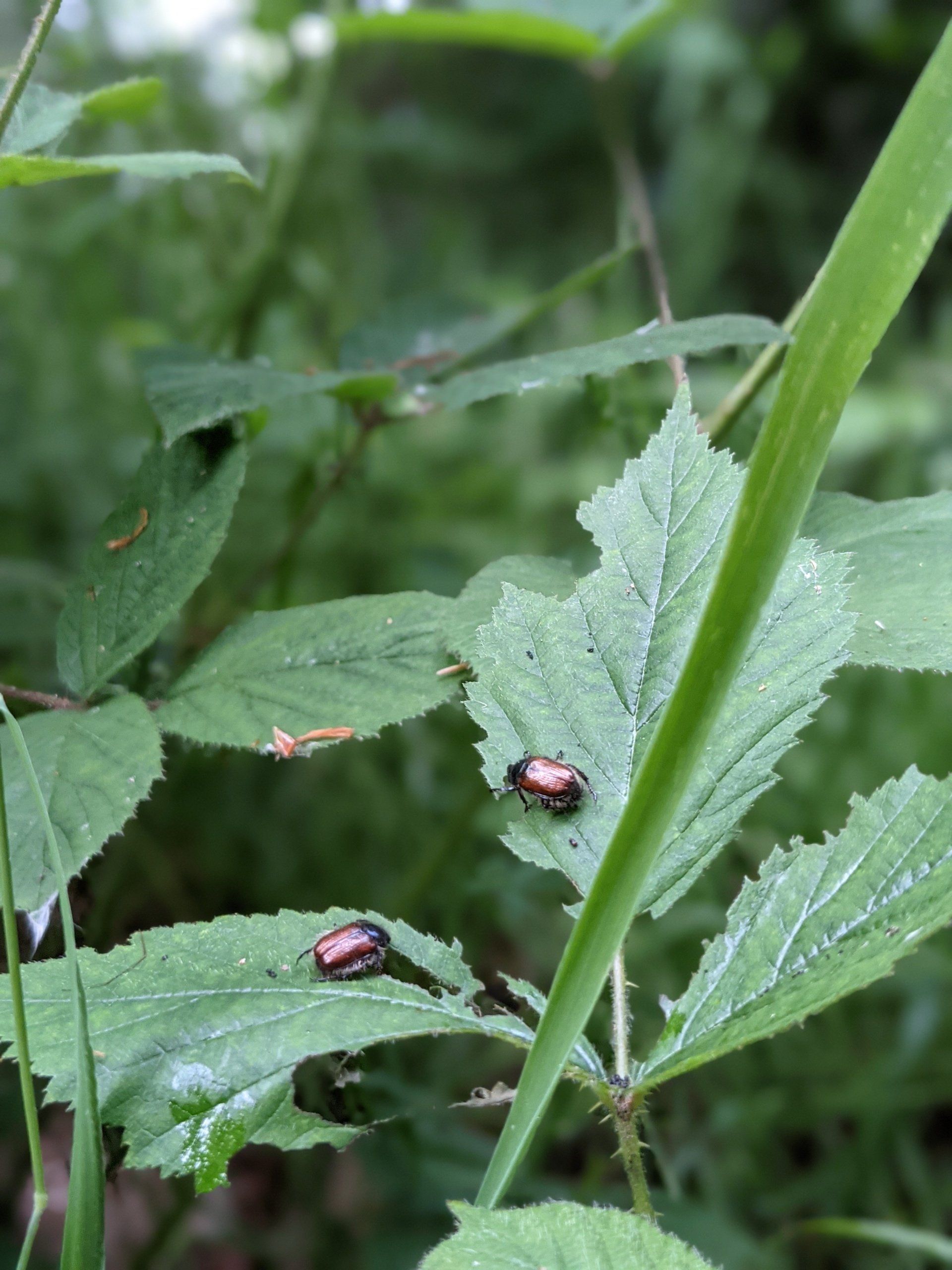 Copper Coloured Beetles - Photograph by Sue Cartwright, Spiral Leaf