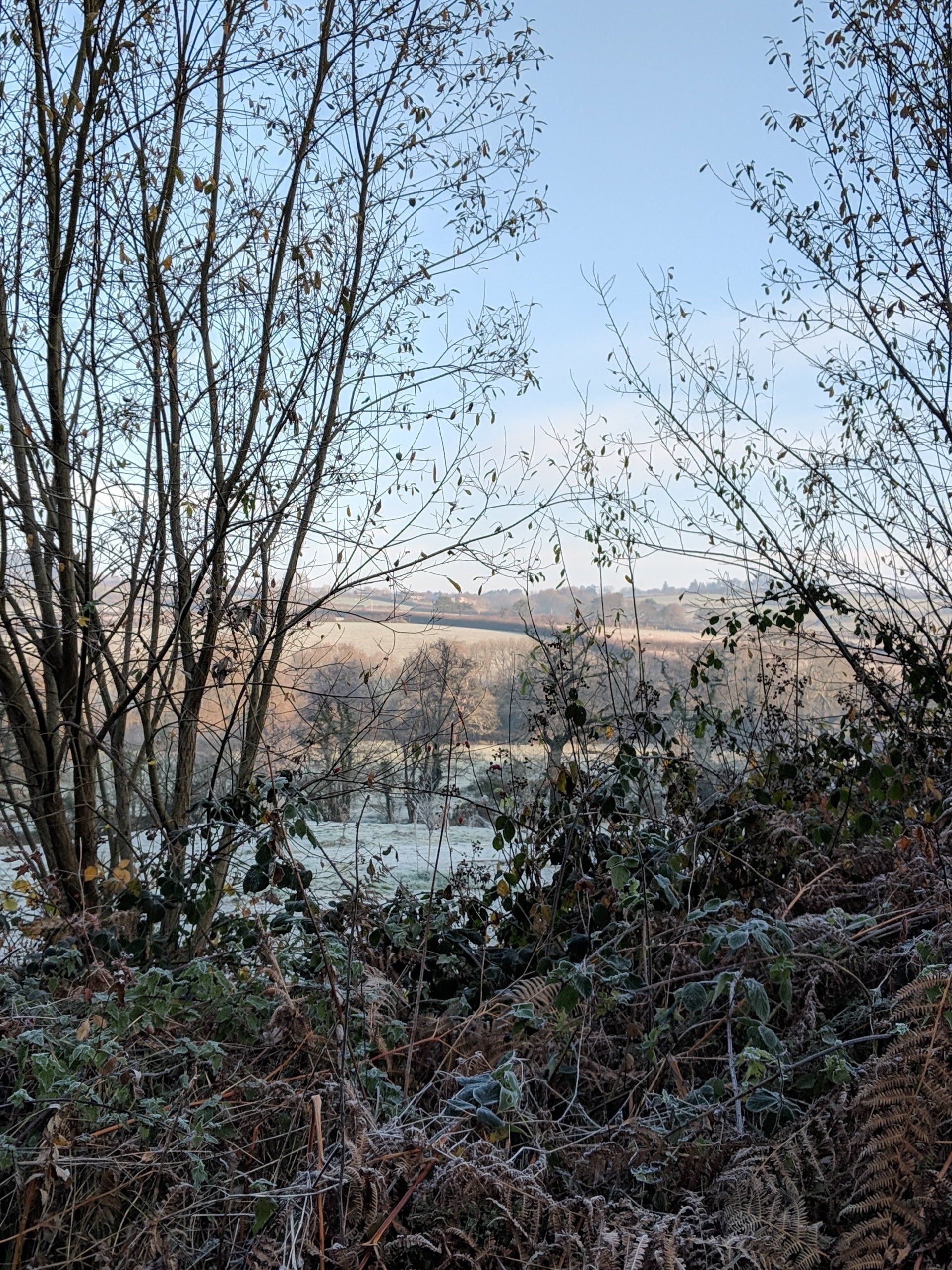 A Frosty Morning - A Poem by Sue Cartwright, Spiral Leaf