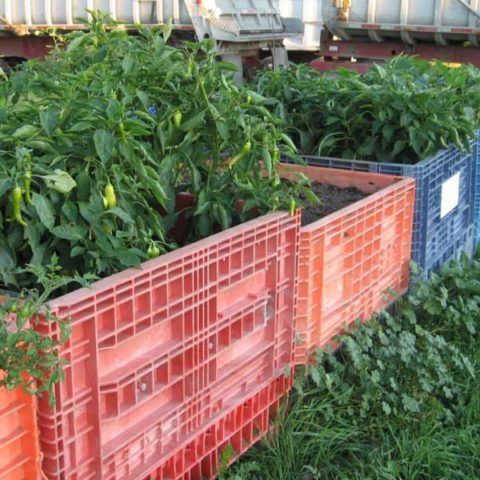 Rows of green plants in red and blue plastic crates outdoors, like a nursery or garden setup