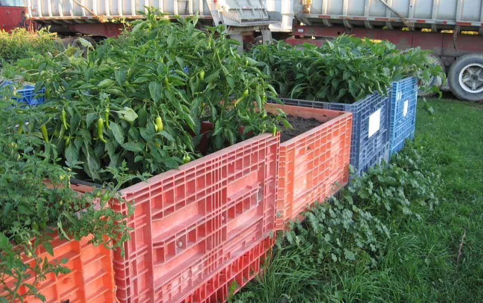 Colorful plastic crates filled with green plants outdoors beside a truck trailer