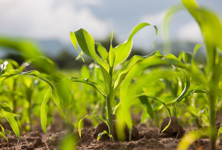 Young green seedlings growing in soil with blurred sunlight in the background