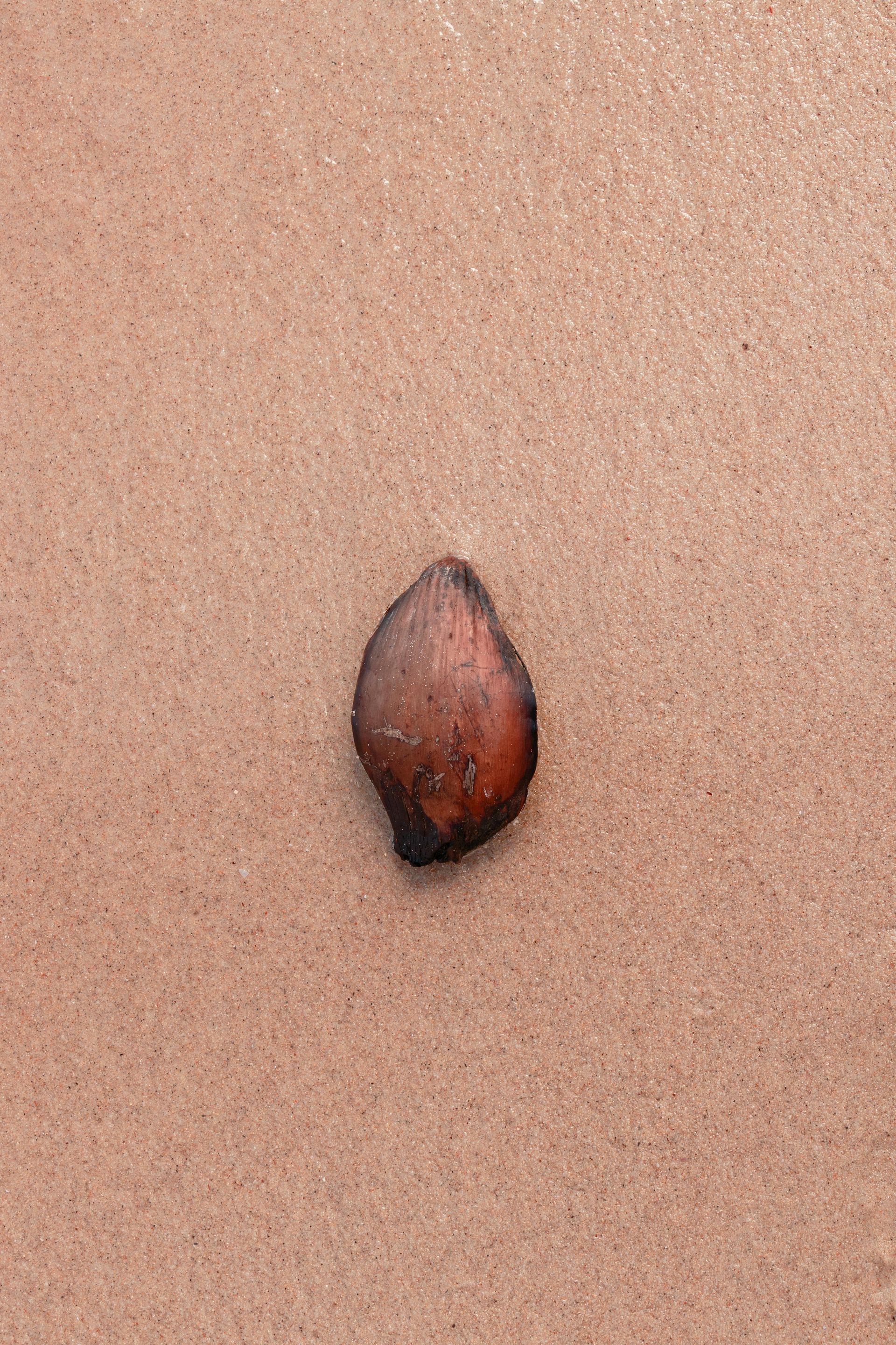 A single, dark reddish-brown, teardrop-shaped seed resting on a textured, light brown cork surface.