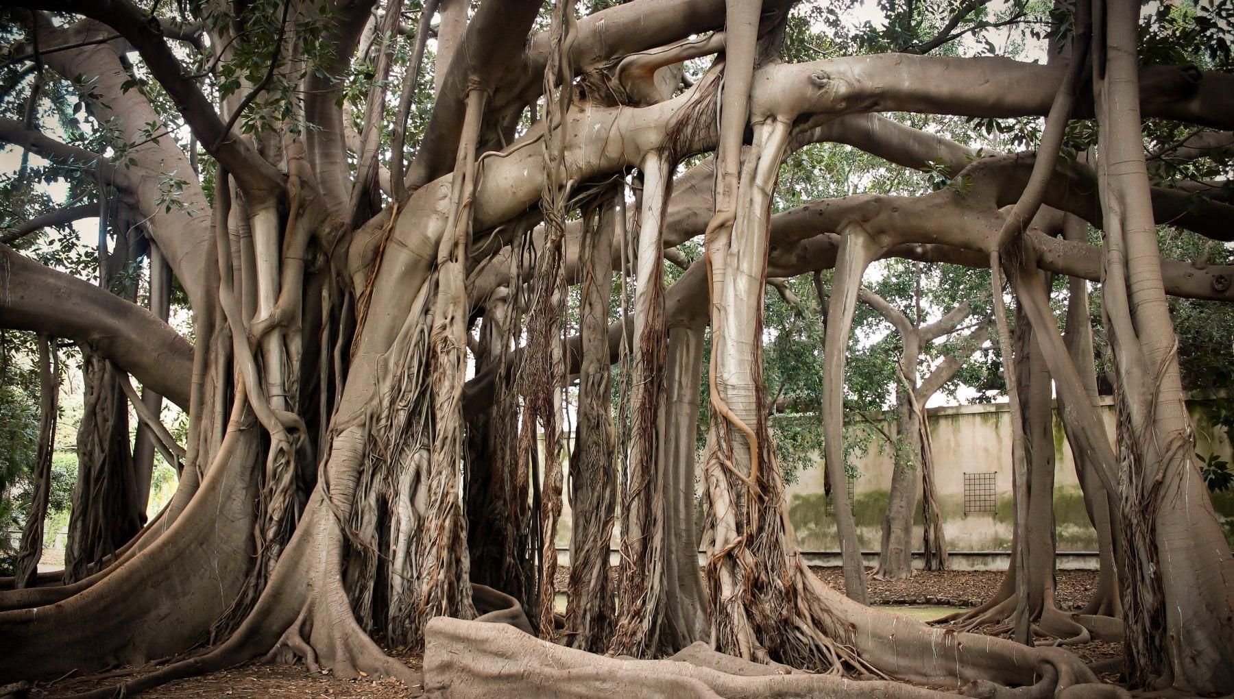 Grand banian aux nombreuses racines aériennes, aux branches brunes et à la canopée étendue.