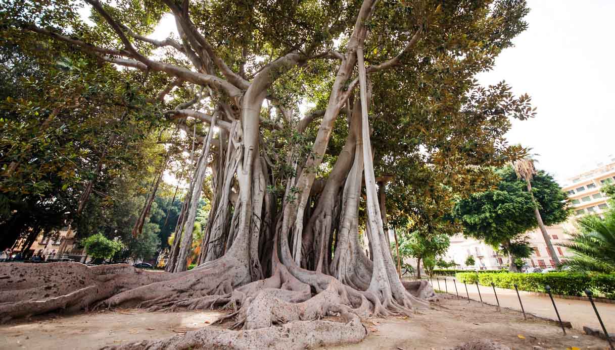 Grand arbre ancien aux racines apparentes et aériennes, dans un parc.